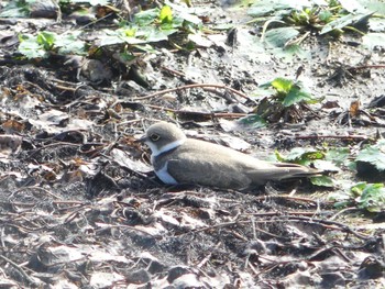 Little Ringed Plover いしかり調整池(石狩調整池) Sat, 9/2/2023