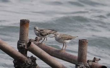 Terek Sandpiper 片男波 Mon, 9/4/2023