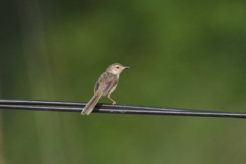 Mon, 5/1/2023 Birding report at Van Long Nature Reserve