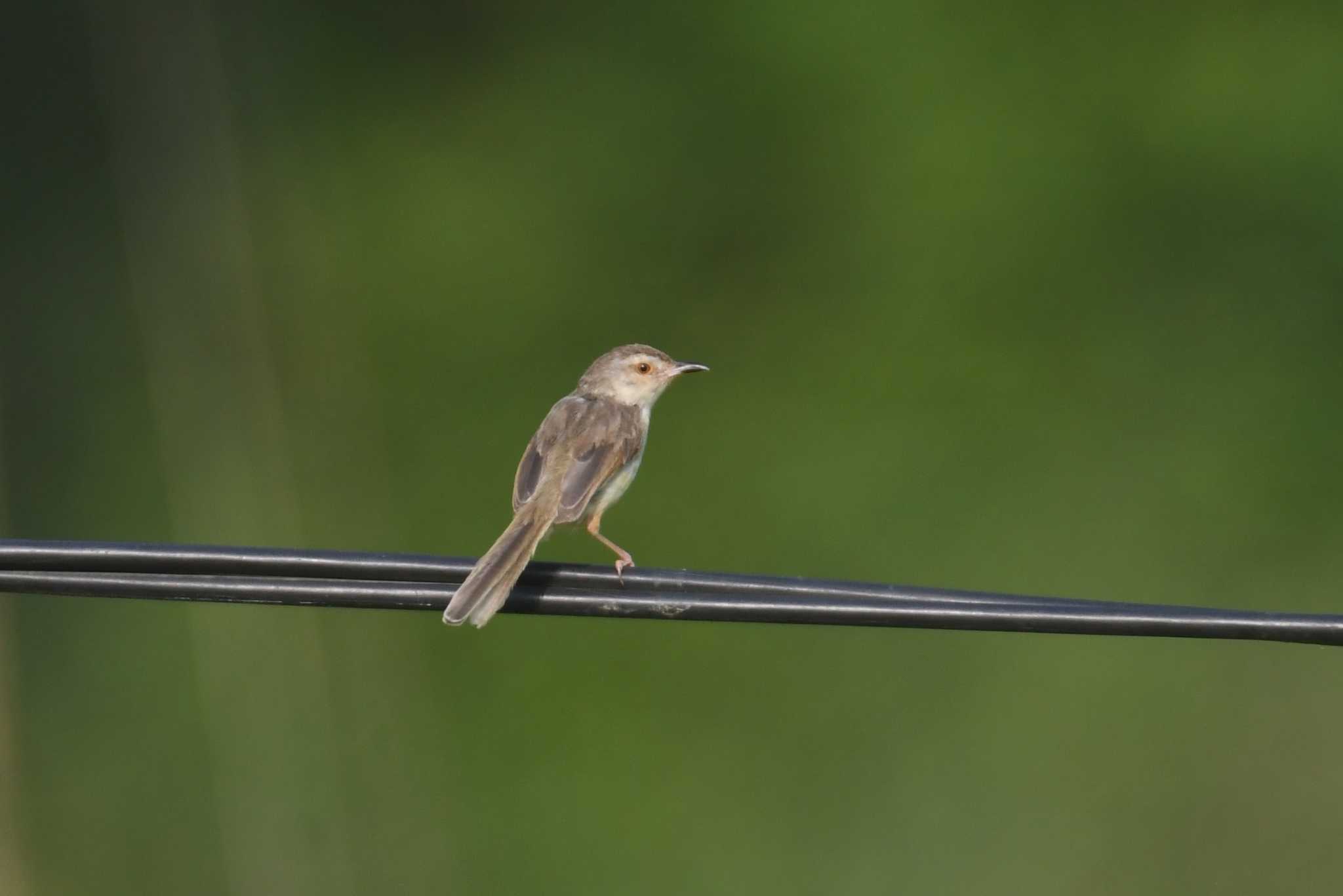 Photo of Plain Prinia at Van Long Nature Reserve by あひる