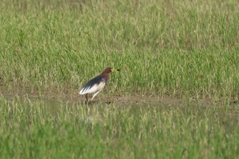 アカガシラサギ Van Long Nature Reserve 2023年5月1日(月)