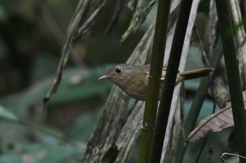 Buff-breasted Babbler Cuc Phuong National Park Mon, 5/1/2023