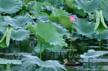 カルガモ 明見湖 2023年8月27日(日)