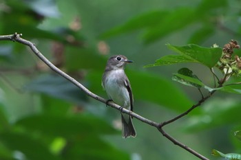 Asian Brown Flycatcher 明石市 Sat, 9/2/2023