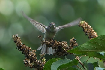 Asian Brown Flycatcher 明石市 Sat, 9/2/2023