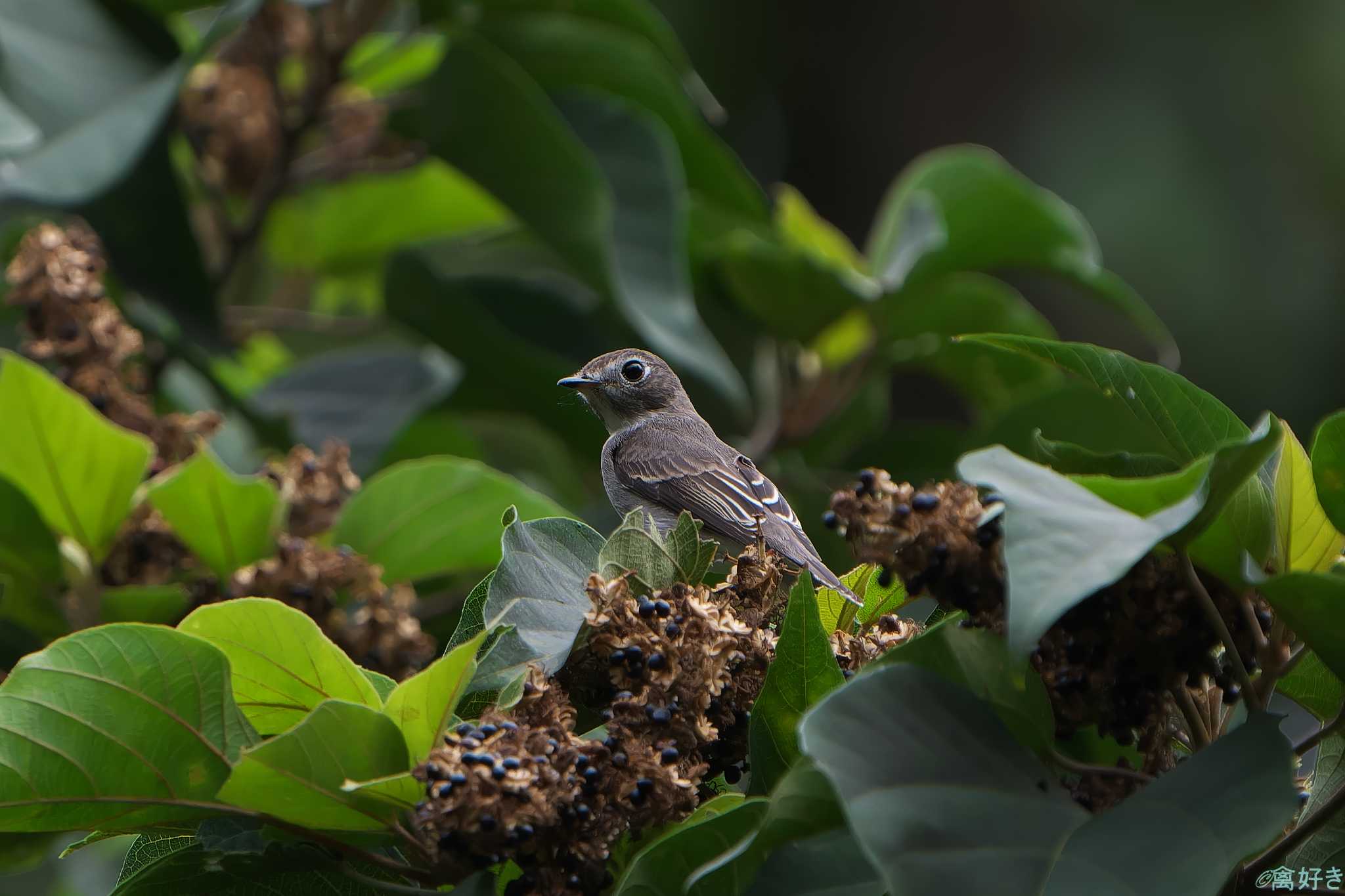 Photo of Asian Brown Flycatcher at 明石市 by 禽好き