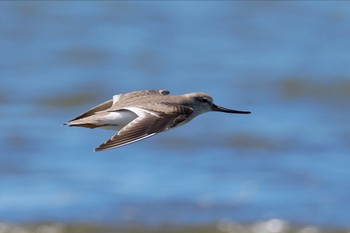 ソリハシシギ ふなばし三番瀬海浜公園 2023年9月2日(土)