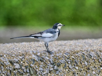 White Wagtail 中津干潟 Thu, 8/31/2023