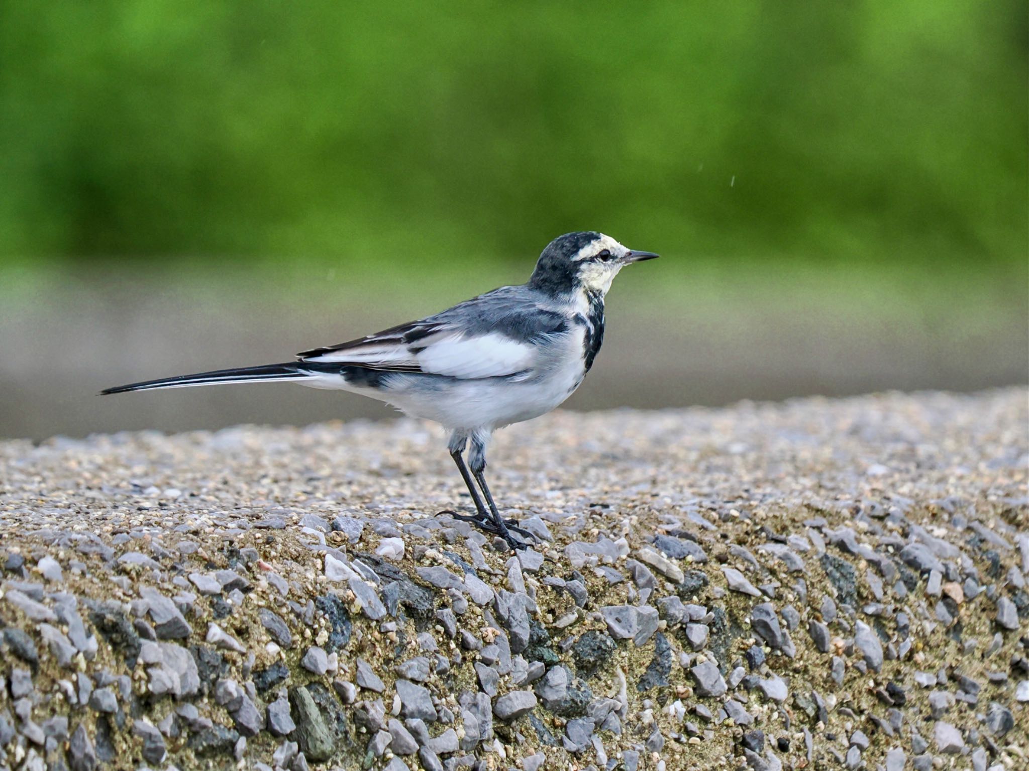 White Wagtail