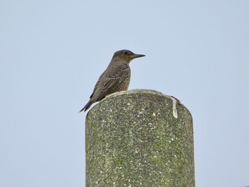 Blue Rock Thrush 中津干潟 Thu, 8/31/2023