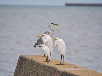 Little Egret 中津干潟 Thu, 8/31/2023