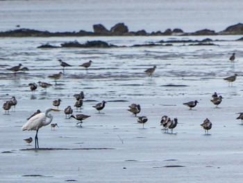 Terek Sandpiper 中津干潟 Thu, 8/31/2023