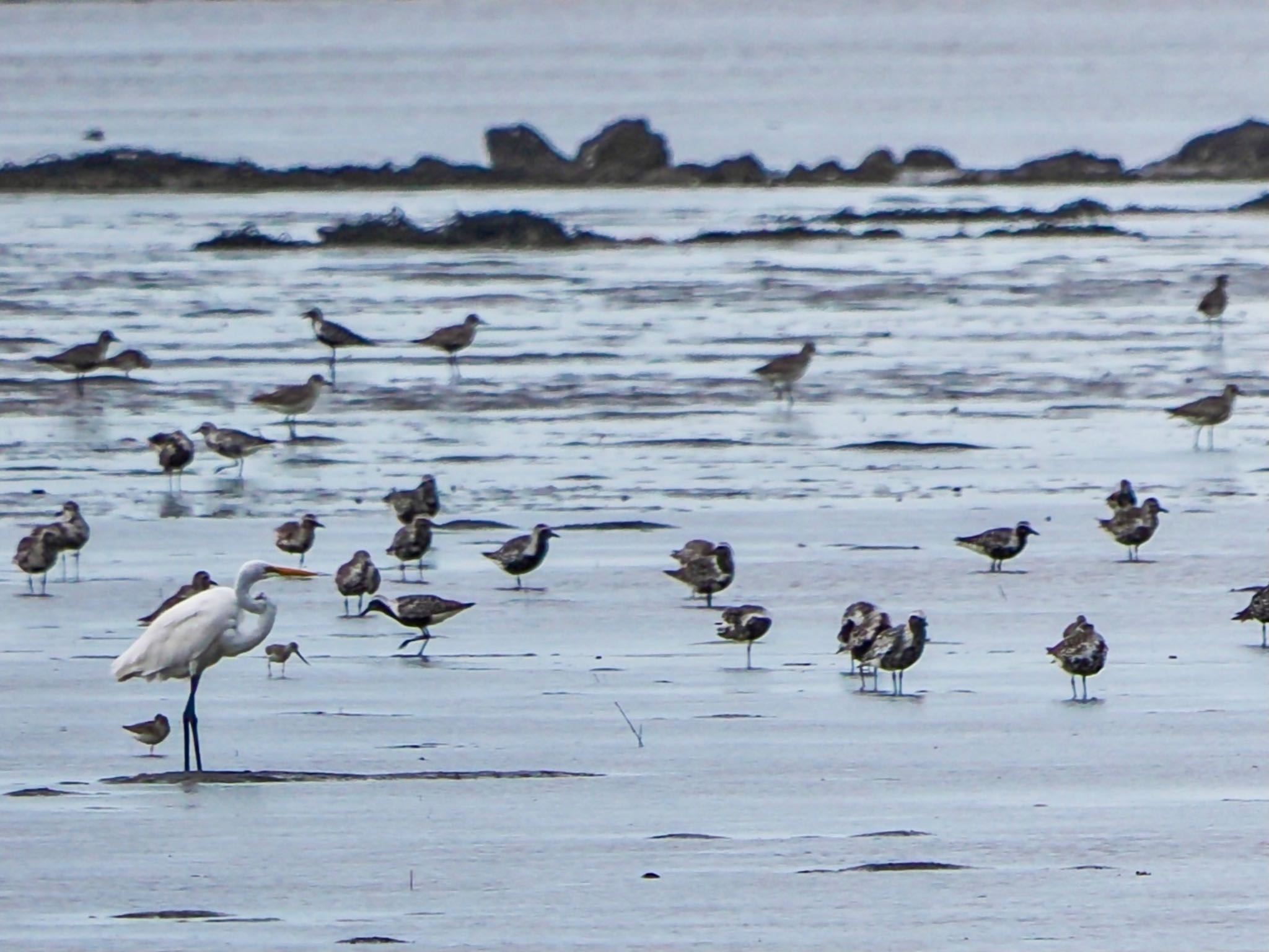 Terek Sandpiper