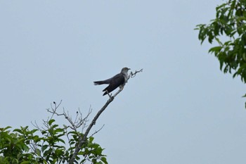 Common Cuckoo Kushiro Wetland National Park Wed, 7/12/2023