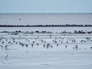 Thu, 8/31/2023 Birding report at 中津干潟