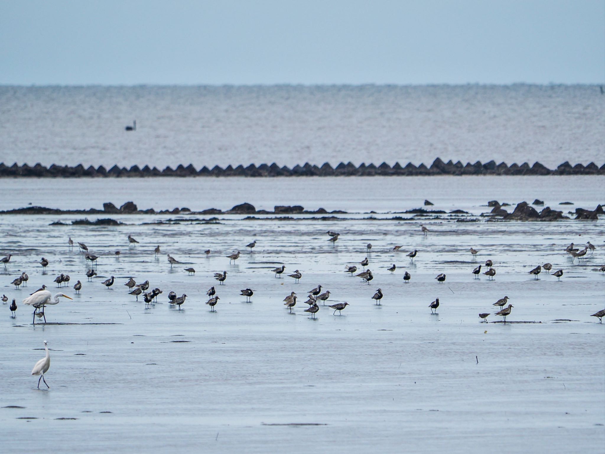 Grey Plover