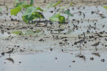 Long-toed Stint Inashiki Wed, 8/30/2023