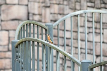 Common Kingfisher 播磨中央公園(兵庫県) Sun, 9/2/2018