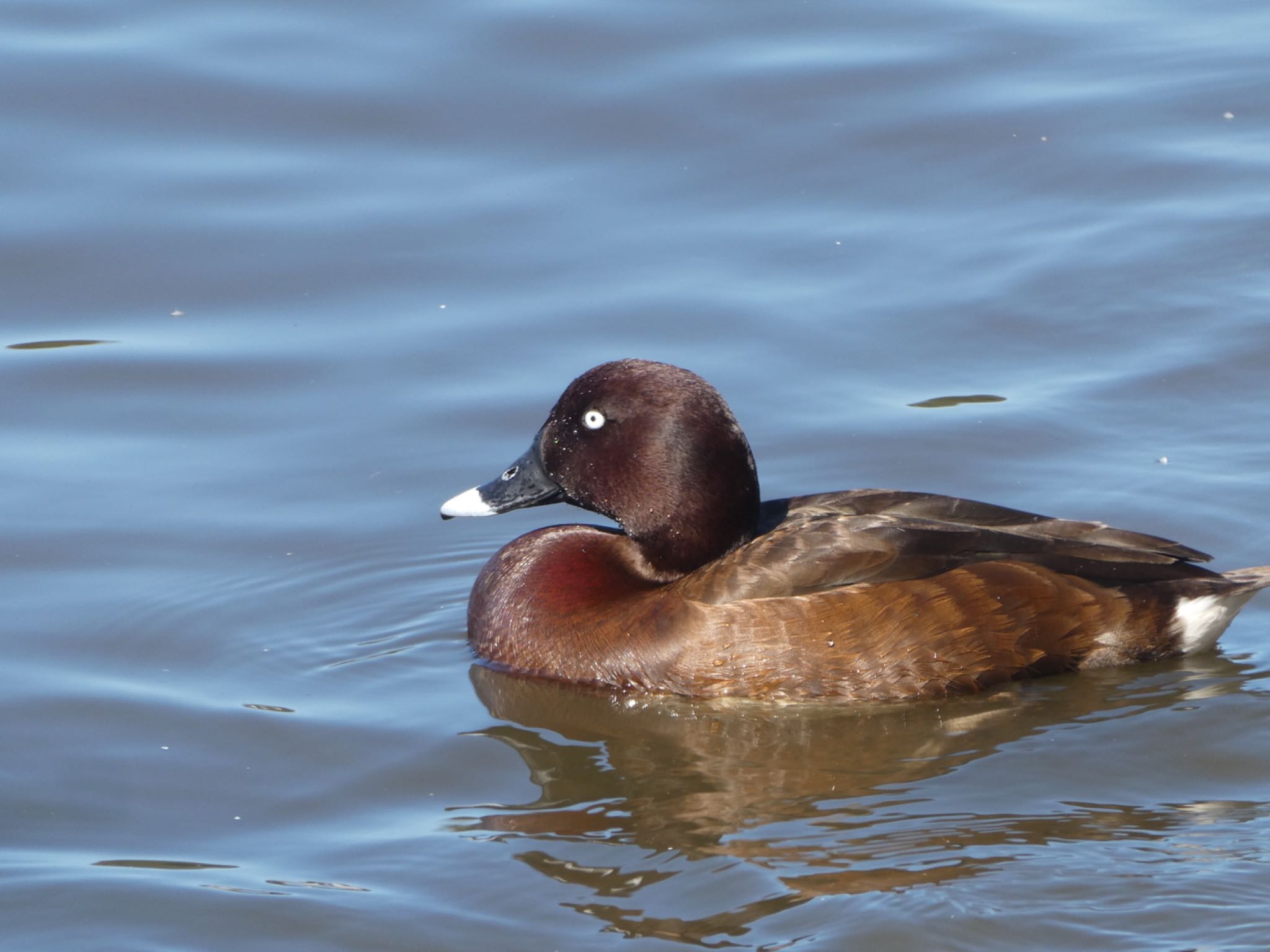 Photo of Hardhead at Centennial Park (Sydney) by Maki