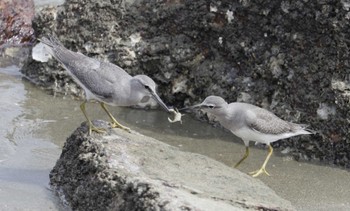 Grey-tailed Tattler 片男波 Mon, 9/4/2023