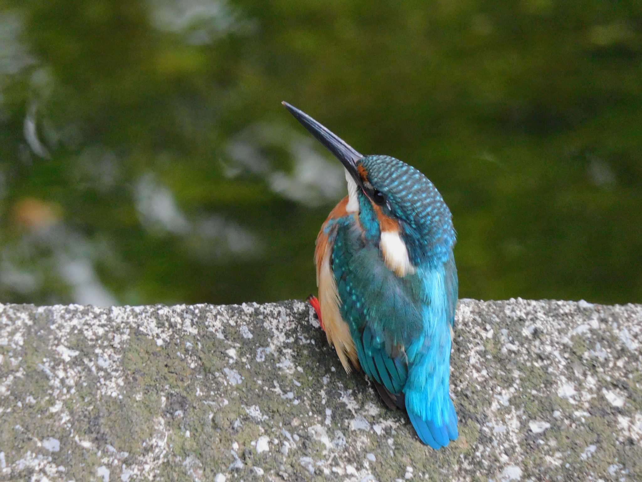 平和の森公園、妙正寺川 カワセミの写真