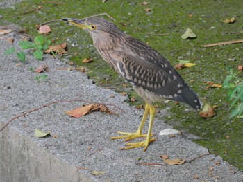 2023年9月5日(火) 平和の森公園、妙正寺川の野鳥観察記録