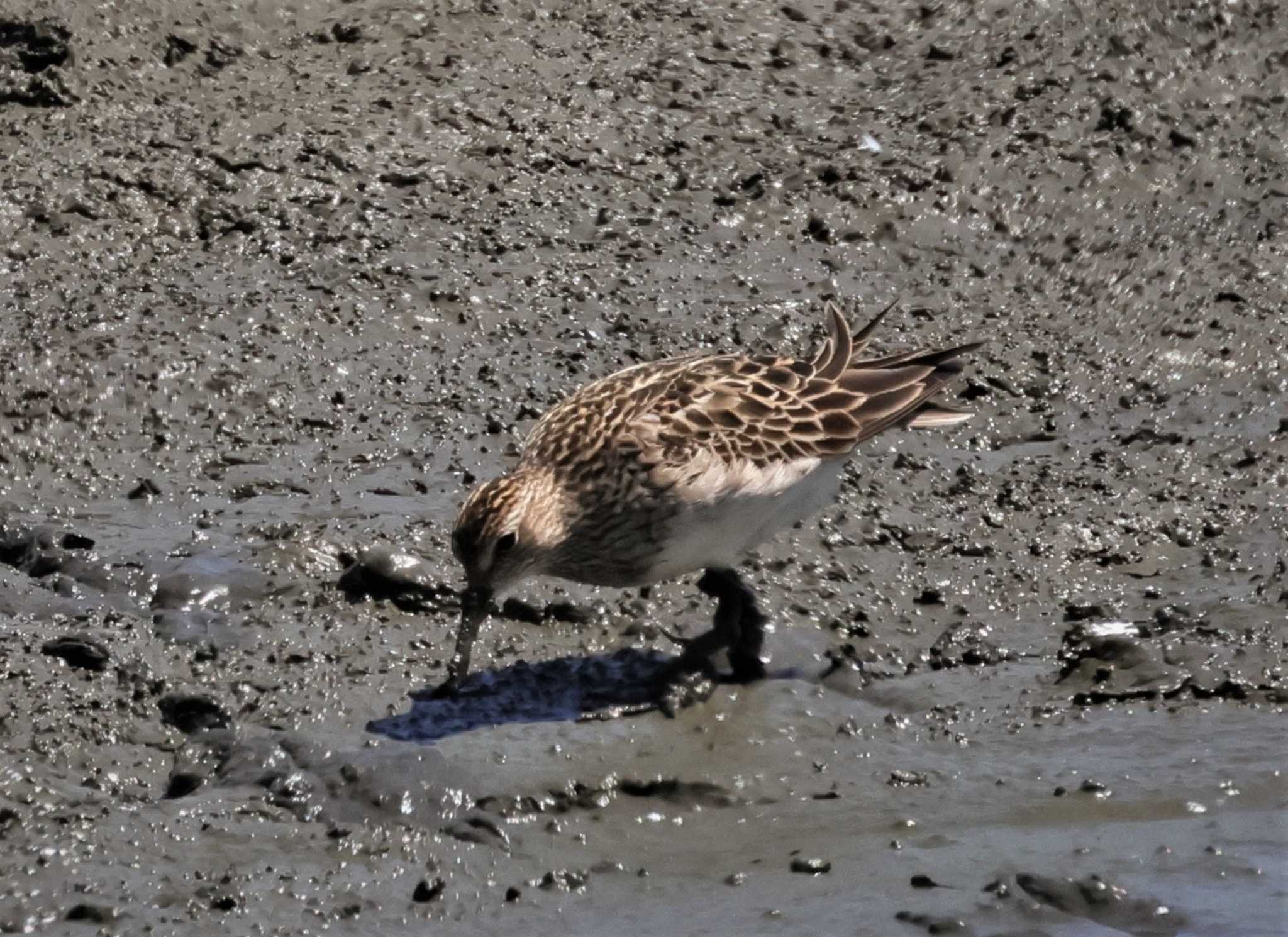 Photo of Pectoral Sandpiper at 東京都 by taiga