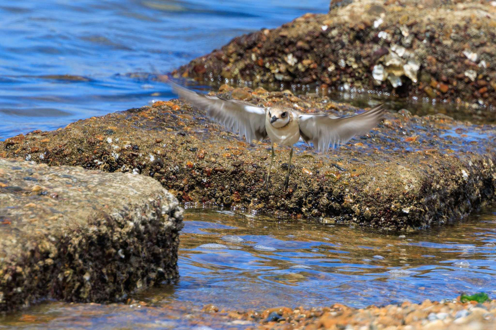 魚住海岸 オオメダイチドリの写真