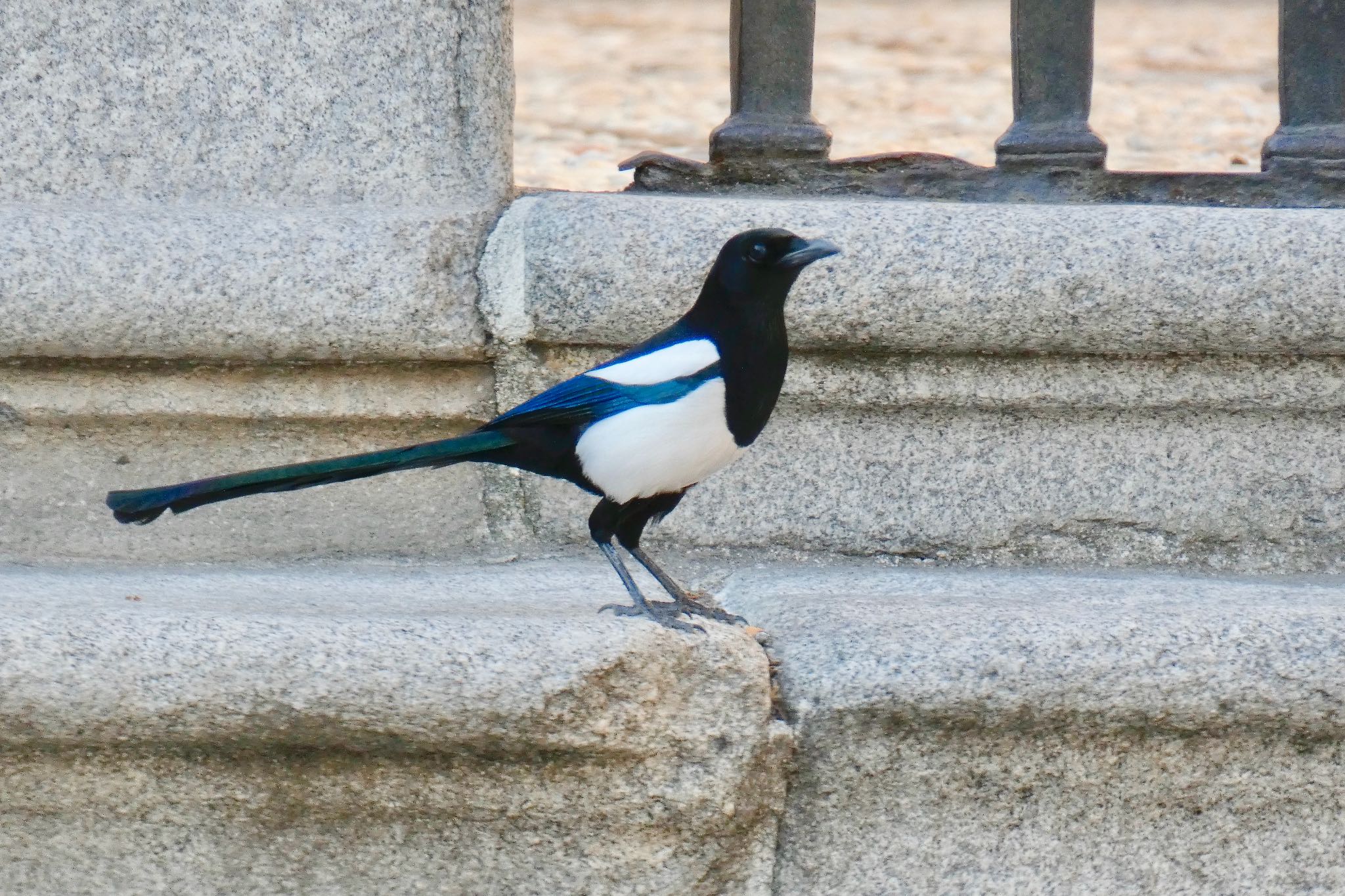 Photo of Eurasian Magpie at Madrid,Spain  by のどか