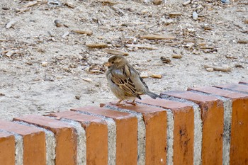 House Sparrow Madrid,Spain  Mon, 2/26/2018