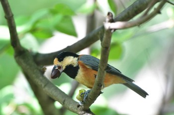 2023年9月1日(金) 長浜公園の野鳥観察記録