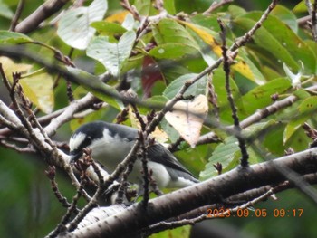 Ashy Minivet 養老公園 Tue, 9/5/2023