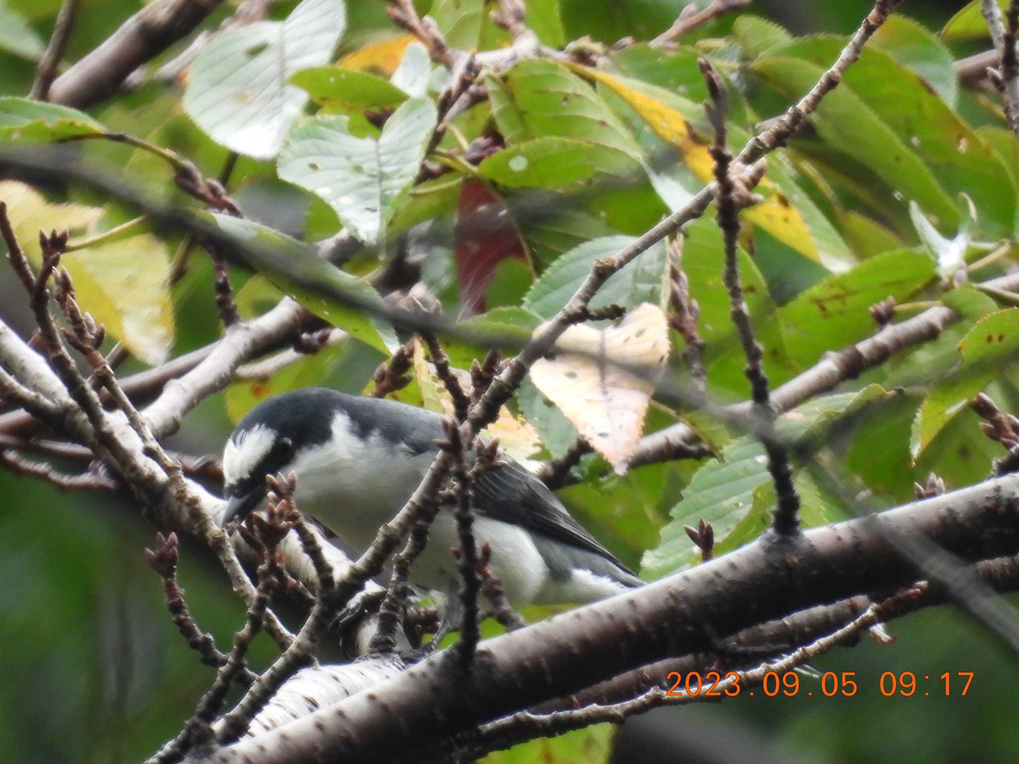 養老公園 サンショウクイの写真