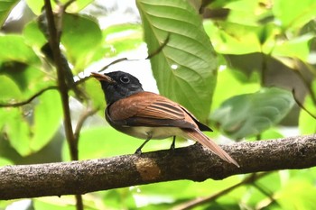 サンコウチョウ 大阪市内 2023年8月24日(木)