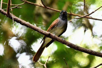 サンコウチョウ 大阪市内 2023年8月24日(木)