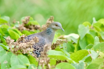 キジバト あいち健康の森公園 2023年9月4日(月)