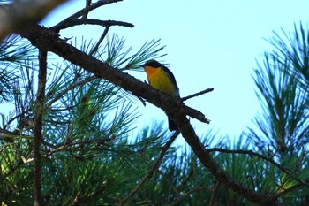 Narcissus Flycatcher 清里 Sat, 8/26/2023