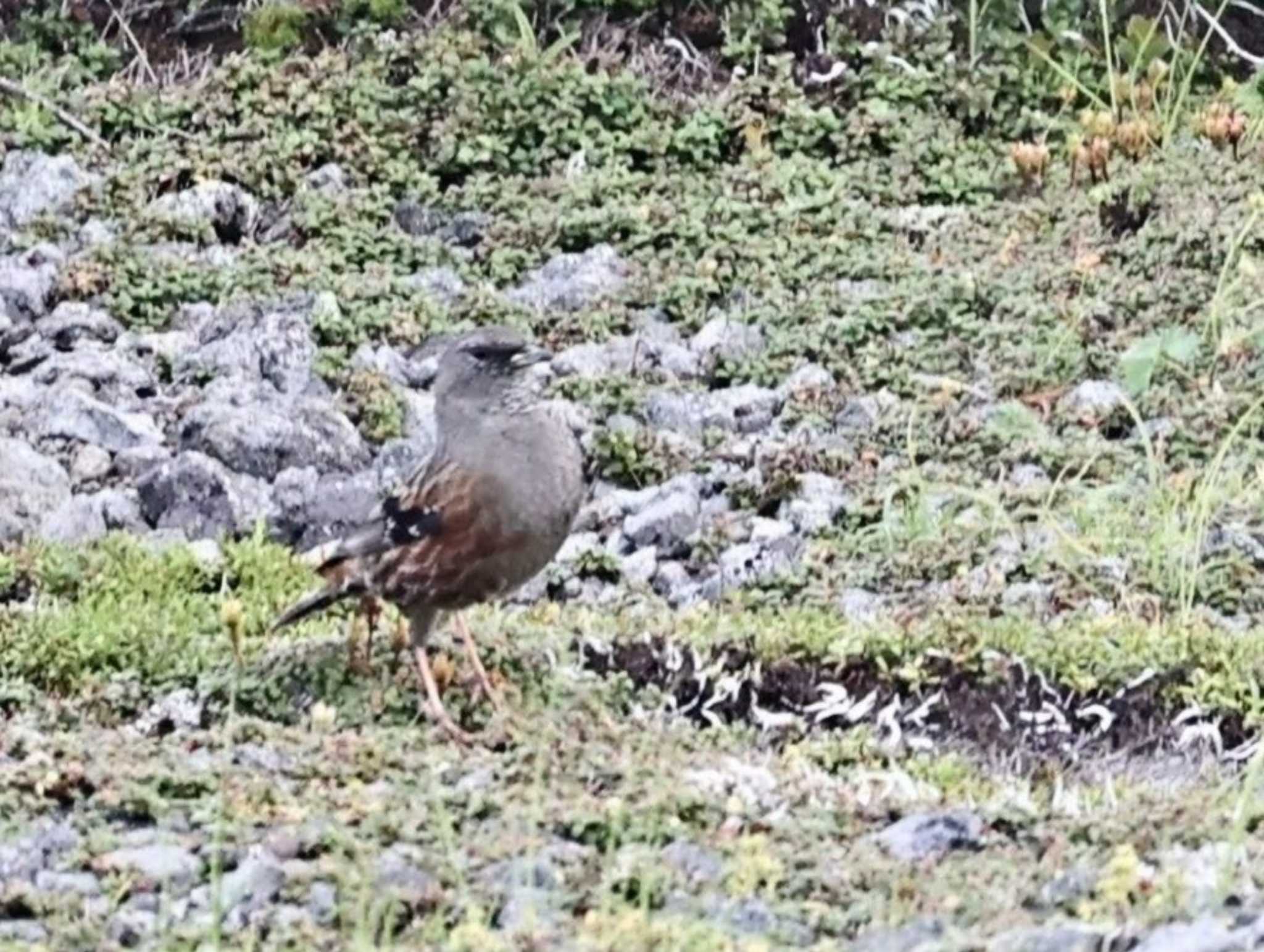 Alpine Accentor