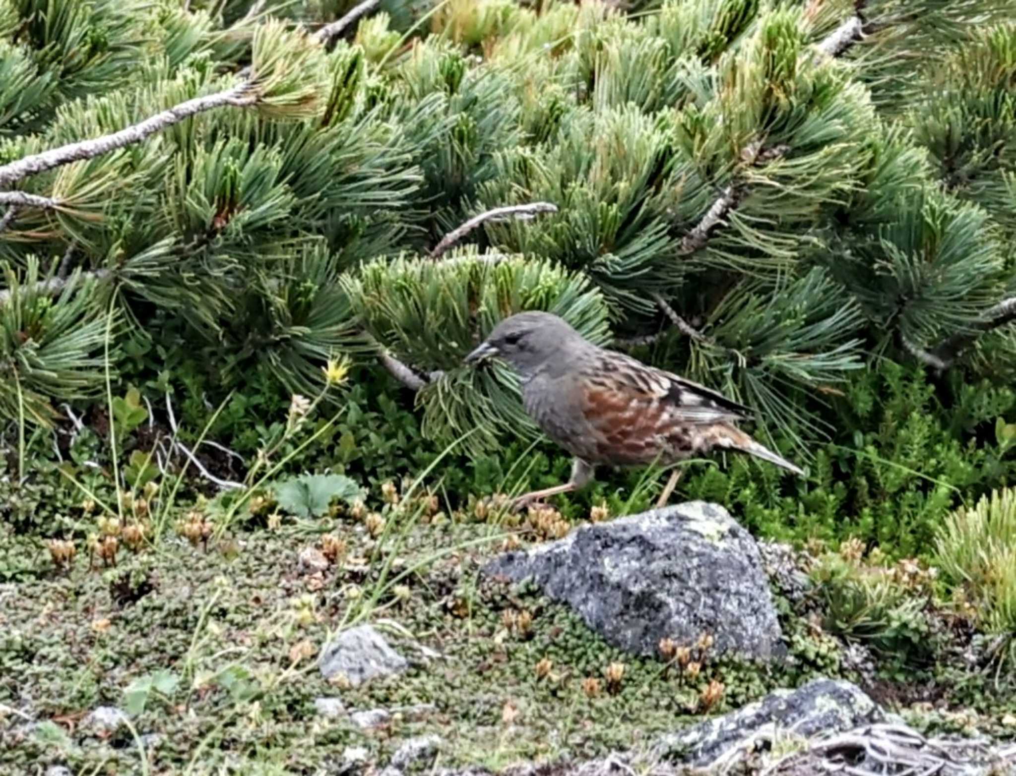 Alpine Accentor