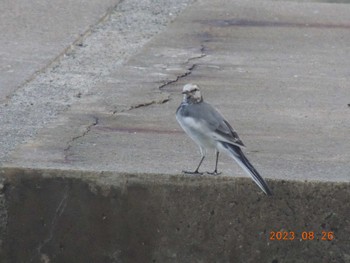 Wagtail Unknown Spots Sat, 8/26/2023
