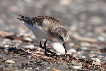 トウネン ふなばし三番瀬海浜公園 2023年8月29日(火)