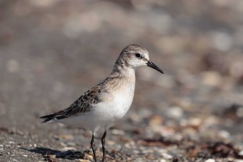 トウネン ふなばし三番瀬海浜公園 2023年8月29日(火)