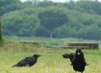 Carrion Crow Watarase Yusuichi (Wetland) Sat, 6/3/2023