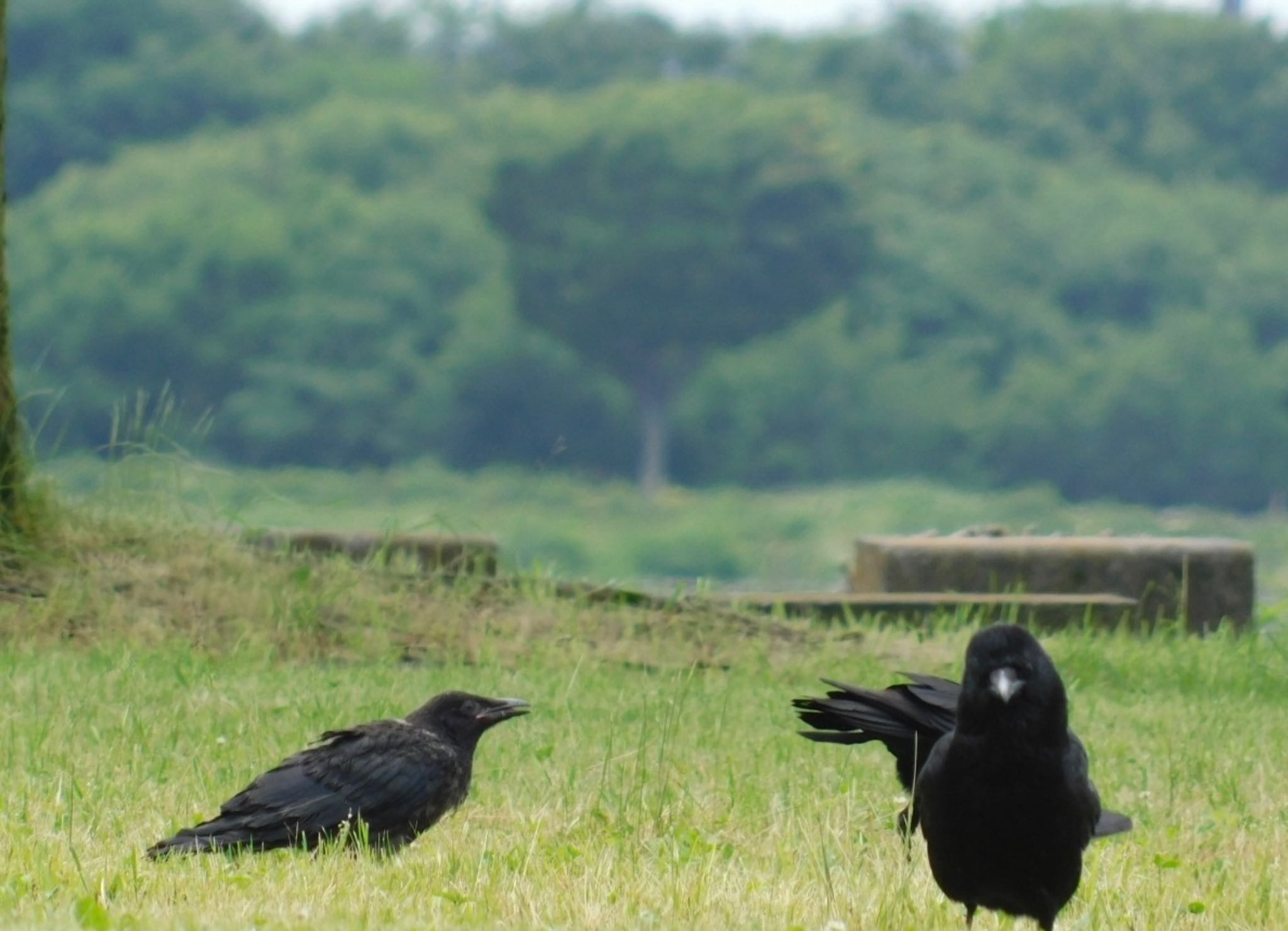 Carrion Crow