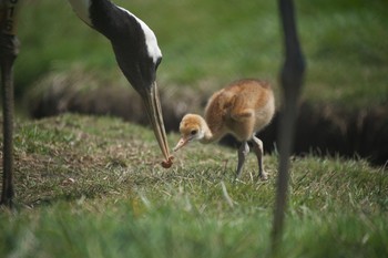 Red-crowned Crane 釧路市丹頂自然公園 Fri, 5/5/2017