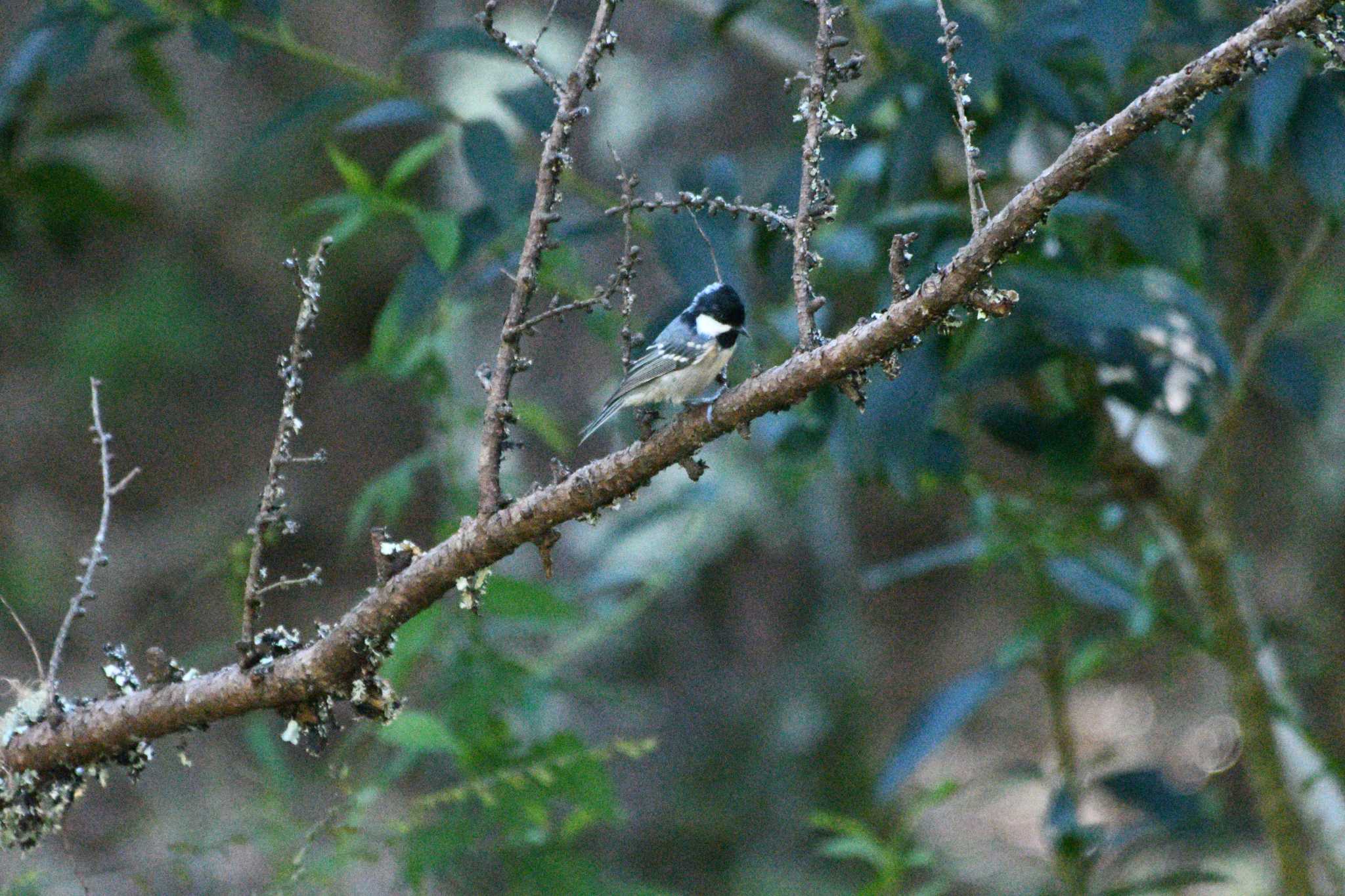 Coal Tit