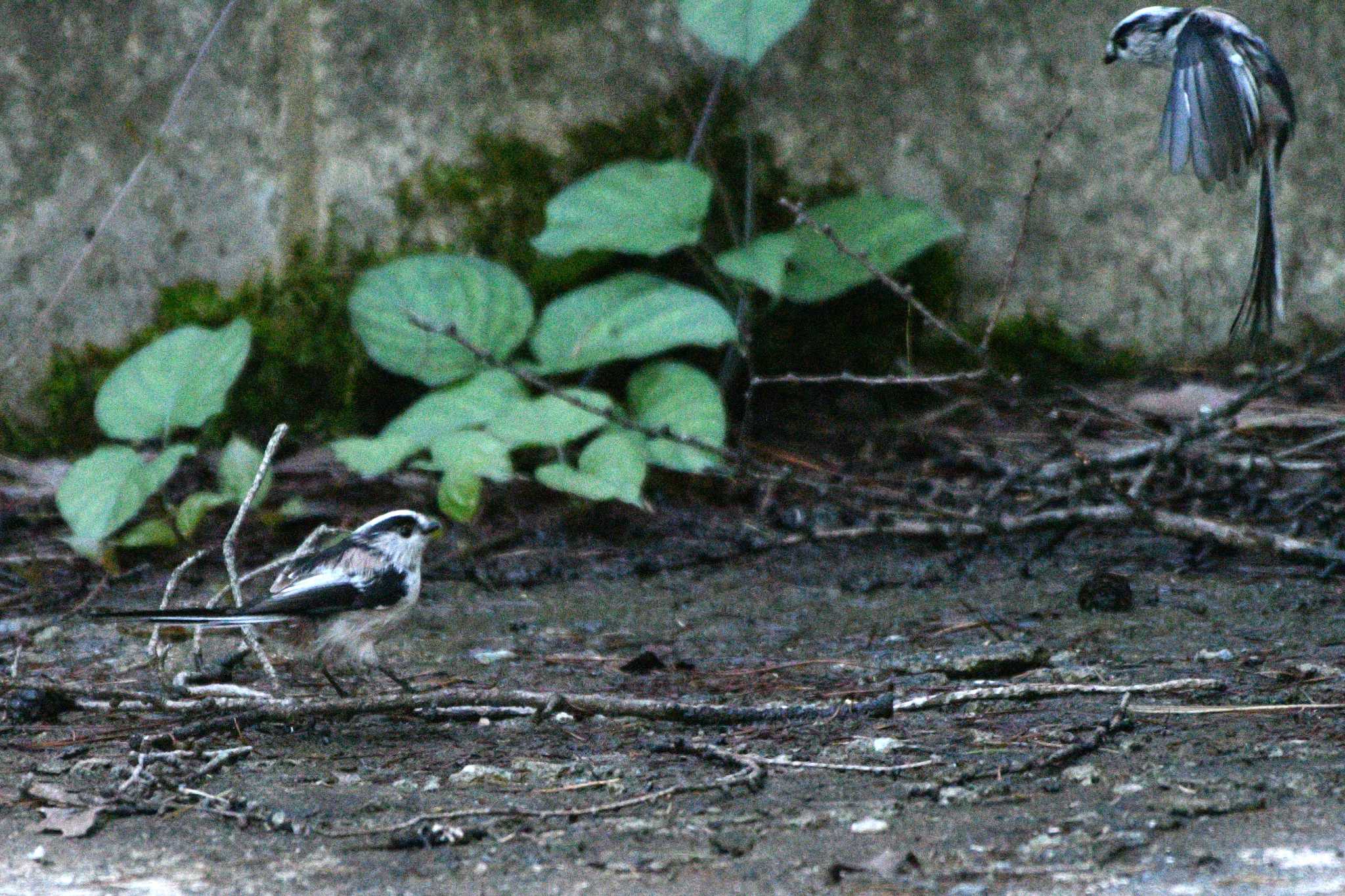 Long-tailed Tit