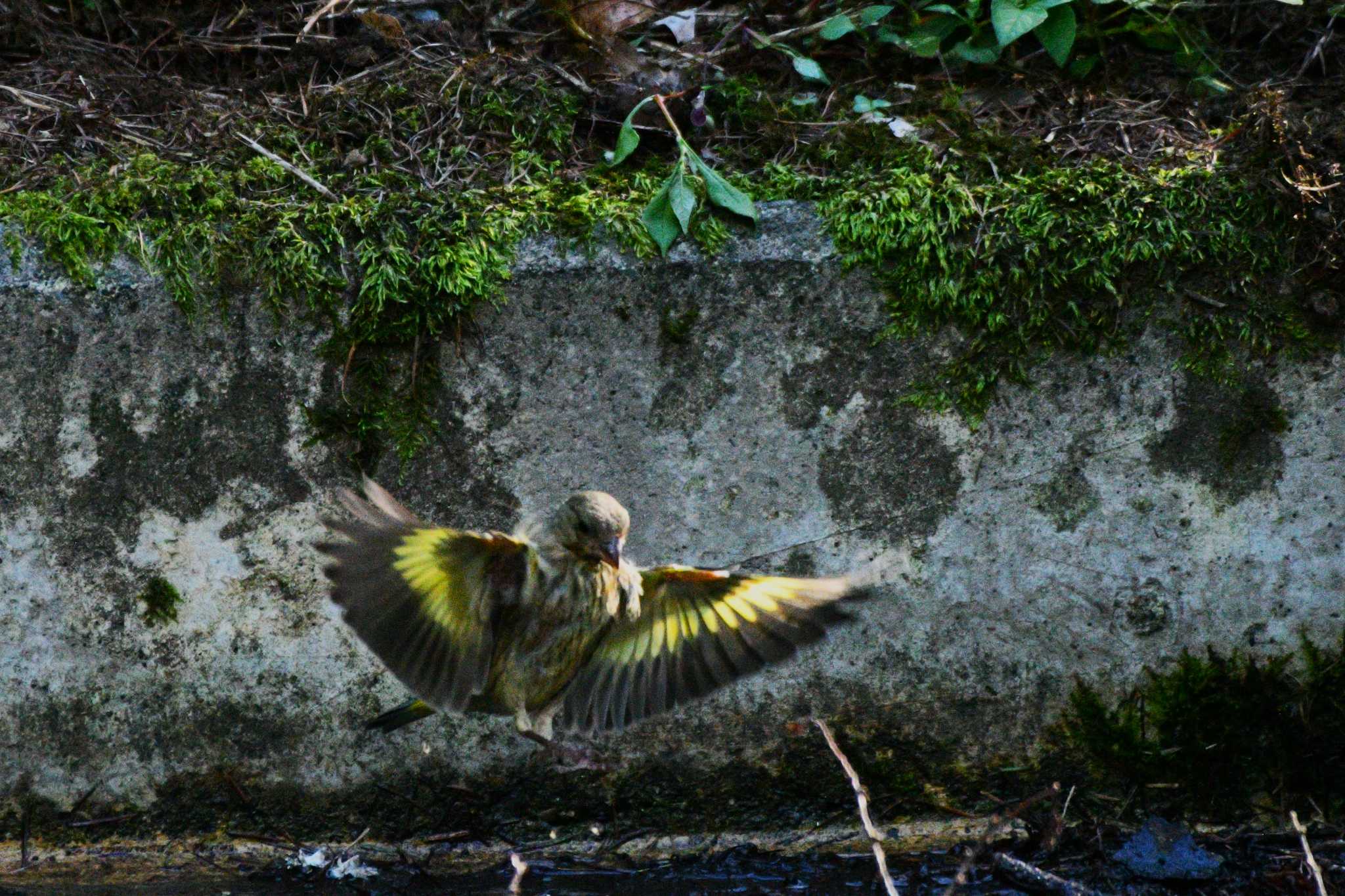 Grey-capped Greenfinch