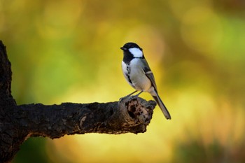 Japanese Tit Omiya Park Fri, 11/27/2015