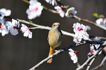 Daurian Redstart 古河公方公園 Fri, 3/24/2023